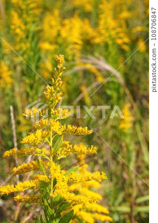Goldenrod plant weed 108706847