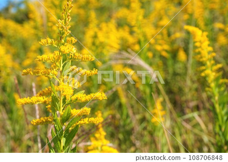 Goldenrod plant weed Goldenrod plant weed 108706848