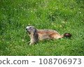 A marmot appears in a field in the Alps in France 108706973