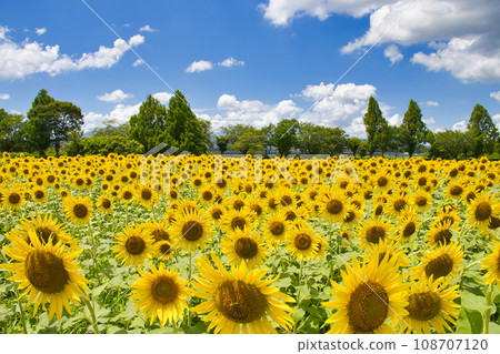 [Zama City] Zama sunflower field 108707120