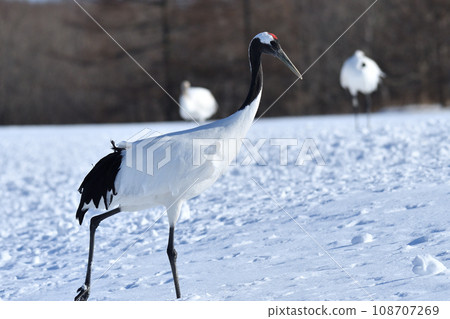 red-crowned crane, fine weather, kushiro, hokkaido 108707269