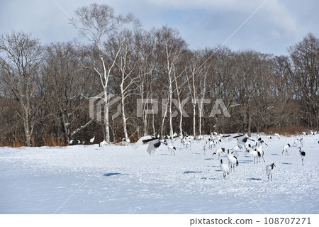 red-crowned crane, fine weather, kushiro, hokkaido 108707271