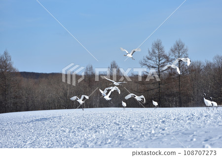 red-crowned crane, fine weather, kushiro, hokkaido 108707273