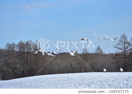 red-crowned crane, fine weather, kushiro, hokkaido 108707275