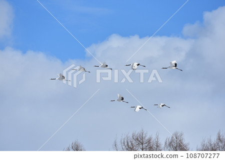red-crowned crane, fine weather, kushiro, hokkaido 108707277