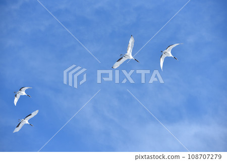 red-crowned crane, fine weather, kushiro, hokkaido 108707279