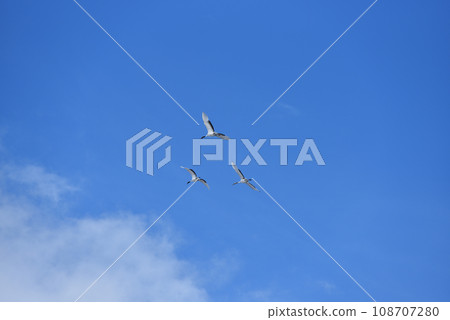 red-crowned crane, fine weather, kushiro, hokkaido red-crowned crane, fine weather, kushiro, hokkaido 108707280