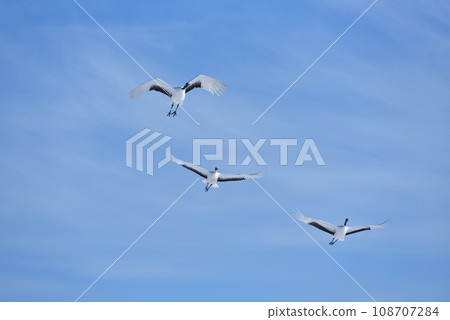 red-crowned crane, fine weather, kushiro, hokkaido 108707284