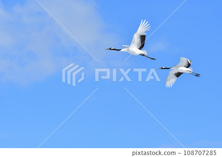 red-crowned crane, fine weather, kushiro, hokkaido 108707285