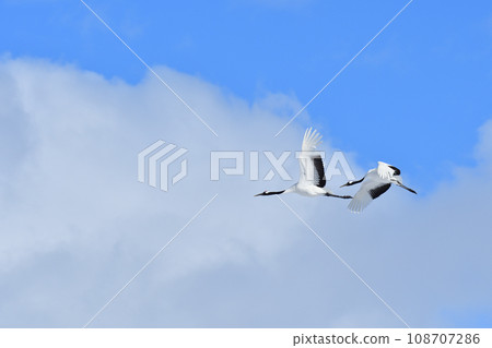 丹頂鶴, 好天氣, 釧路, 北海道 108707286