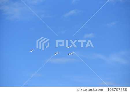 red-crowned crane, fine weather, kushiro, hokkaido 108707288