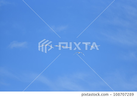 red-crowned crane, fine weather, kushiro, hokkaido 108707289