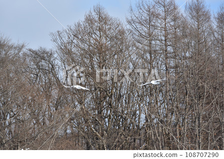 丹頂鶴, 好天氣, 釧路, 北海道 108707290
