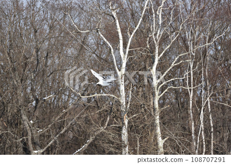 red-crowned crane, fine weather, kushiro, hokkaido red-crowned crane, fine weather, kushiro, hokkaido 108707291