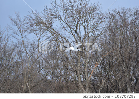 red-crowned crane, fine weather, kushiro, hokkaido red-crowned crane, fine weather, kushiro, hokkaido 108707292
