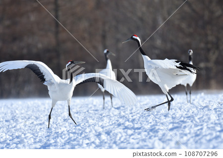 red-crowned crane, fine weather, kushiro, hokkaido 108707296