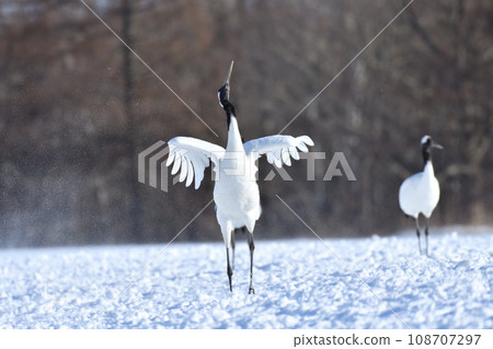 red-crowned crane, fine weather, kushiro, hokkaido 108707297