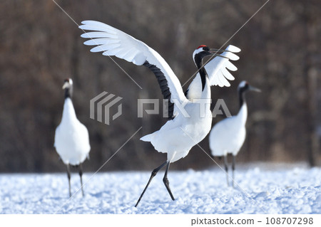 red-crowned crane, fine weather, kushiro, hokkaido 108707298