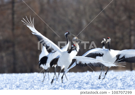 red-crowned crane, fine weather, kushiro, hokkaido 108707299