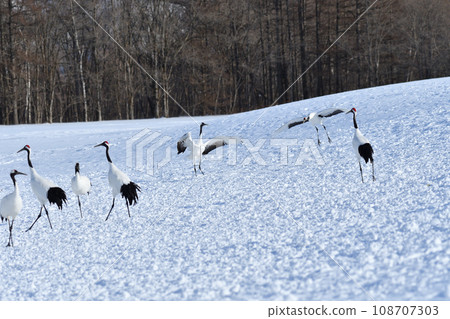 red-crowned crane, fine weather, kushiro, hokkaido 108707303