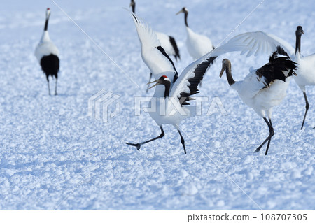 red-crowned crane, fine weather, kushiro, hokkaido red-crowned crane, fine weather, kushiro, hokkaido 108707305