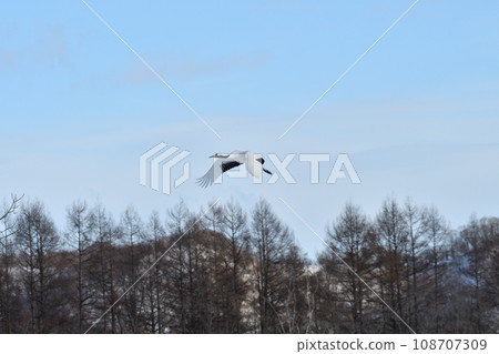 red-crowned crane, fine weather, kushiro, hokkaido 108707309