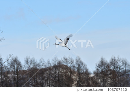 red-crowned crane, fine weather, kushiro, hokkaido 108707310