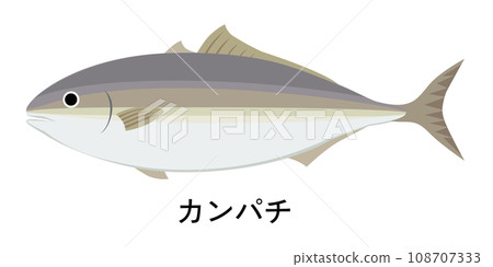 illustration of amberjack illustration of amberjack 108707333