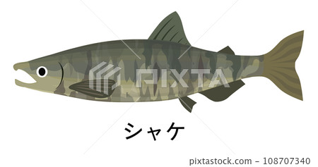 鮭魚的插圖 108707340