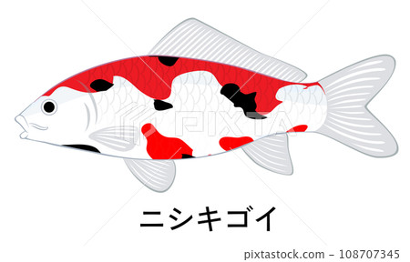 錦鯉魚的插圖 錦鯉魚的插圖 108707345