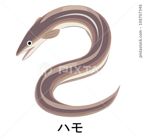 海鰻的插圖 海鰻的插圖 108707348