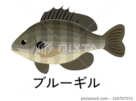 藍鰓圖 藍鰓圖 108707353