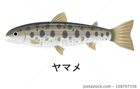 Illustration of yamame - Stock Illustration [108707356] - PIXTA