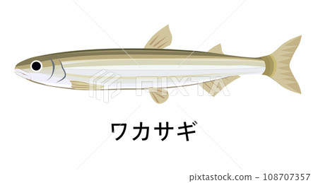 胡瓜魚的插圖 108707357