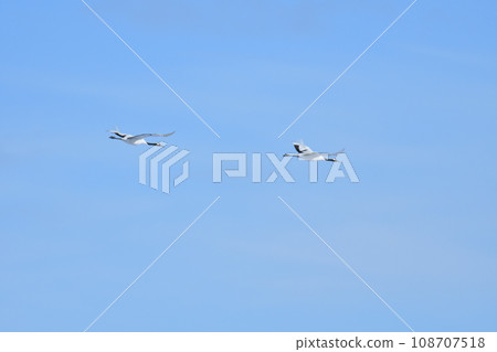 red-crowned crane, fine weather, kushiro, hokkaido 108707518