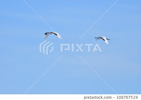 red-crowned crane, fine weather, kushiro, hokkaido red-crowned crane, fine weather, kushiro, hokkaido 108707519