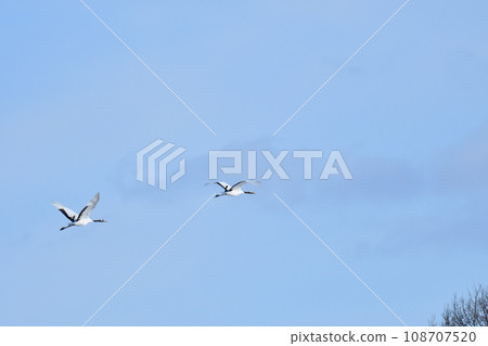 red-crowned crane, fine weather, kushiro, hokkaido red-crowned crane, fine weather, kushiro, hokkaido 108707520