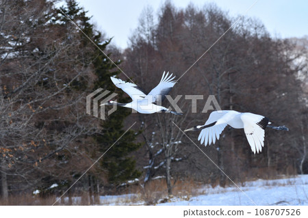 red-crowned crane, fine weather, kushiro, hokkaido red-crowned crane, fine weather, kushiro, hokkaido 108707526