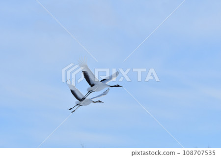 red-crowned crane, fine weather, kushiro, hokkaido 108707535