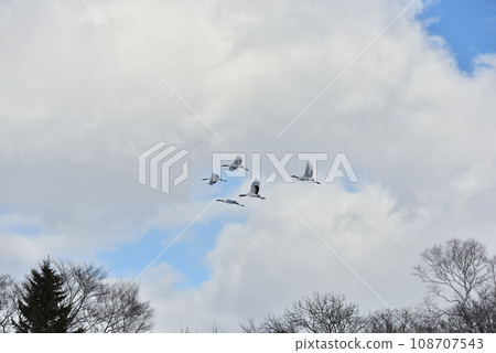 red-crowned crane, fine weather, kushiro, hokkaido red-crowned crane, fine weather, kushiro, hokkaido 108707543