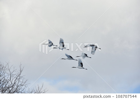 red-crowned crane, fine weather, kushiro, hokkaido red-crowned crane, fine weather, kushiro, hokkaido 108707544