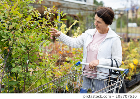 Elderly woman buys plants at an market Elderly woman buys plants at an market 108707610