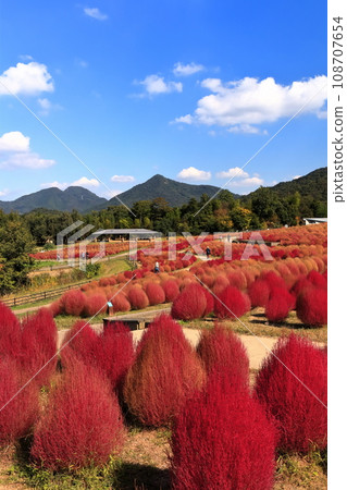 [香川縣]秋天的國立贊岐曼努公園（紅葉的地膚） 108707654