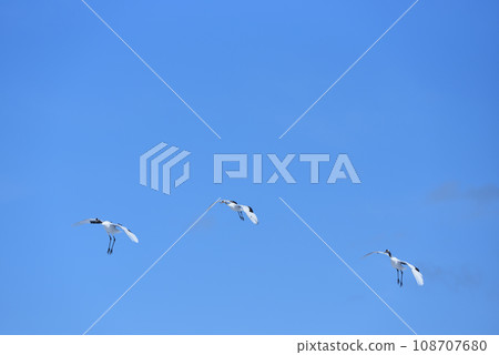 red-crowned crane, fine weather, kushiro, hokkaido red-crowned crane, fine weather, kushiro, hokkaido 108707680