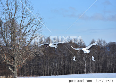 red-crowned crane, fine weather, kushiro, hokkaido 108707683