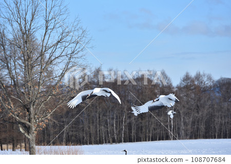 red-crowned crane, fine weather, kushiro, hokkaido 108707684