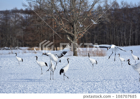 red-crowned crane, fine weather, kushiro, hokkaido 108707685
