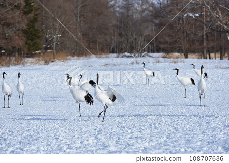 丹頂鶴, 好天氣, 釧路, 北海道 108707686
