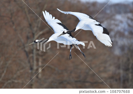 red-crowned crane, fine weather, kushiro, hokkaido red-crowned crane, fine weather, kushiro, hokkaido 108707688
