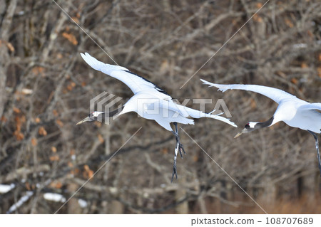 red-crowned crane, fine weather, kushiro, hokkaido red-crowned crane, fine weather, kushiro, hokkaido 108707689